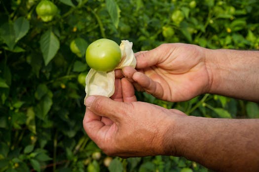 organic farming practices