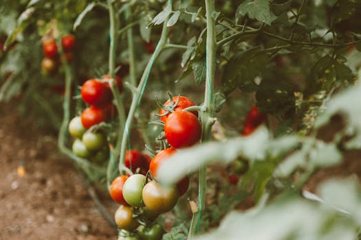 healthy soil with organic matter