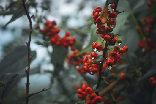 vibrant selection of seasonal fruits